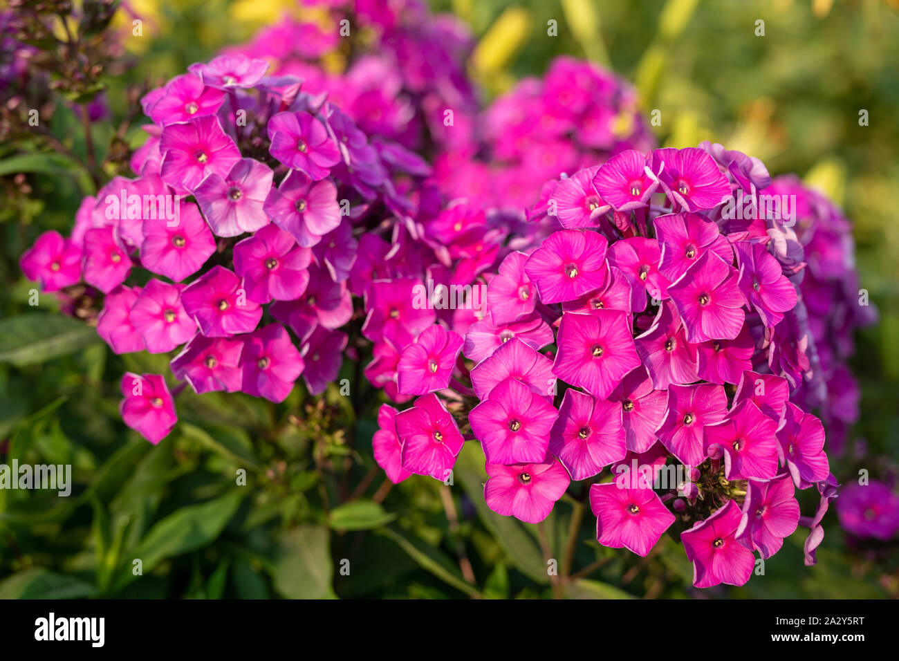 Fiamma viola fiori di Phlox paniculata. Giardino phlox, fiori perenni phlox Foto Stock