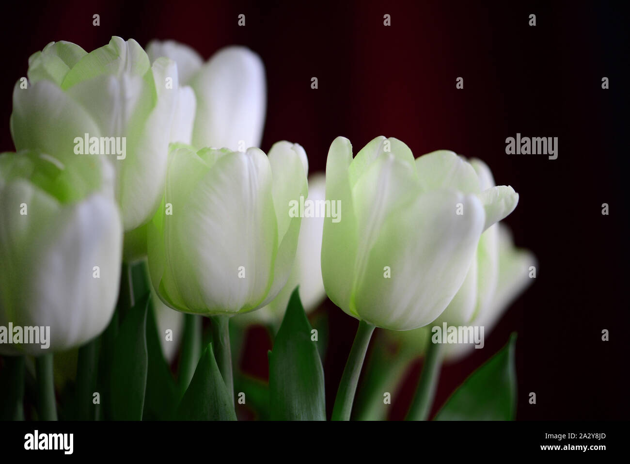 Insolito verde pallido tulipani close-up. Sfondo floreale Foto Stock