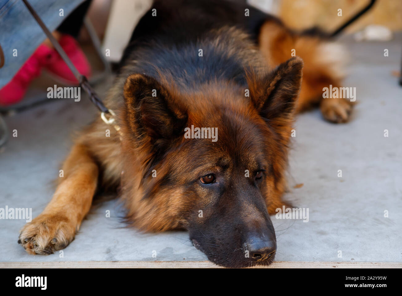 Il pastore tedesco è uno dei più popolari e riconoscibili cane razze sul pianeta. Affidabile, intelligente, fedele e intrepidi cani sono i migliori Foto Stock