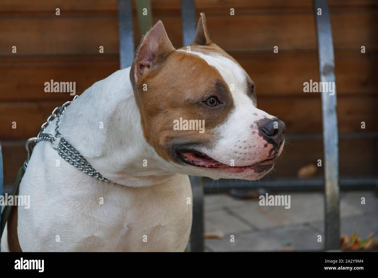 L'American Staffordshire Terrier è un guerriero senza paura e la vergogna, un forte e intelligente e fedele cane, capace senza esitazione dei piedi Foto Stock