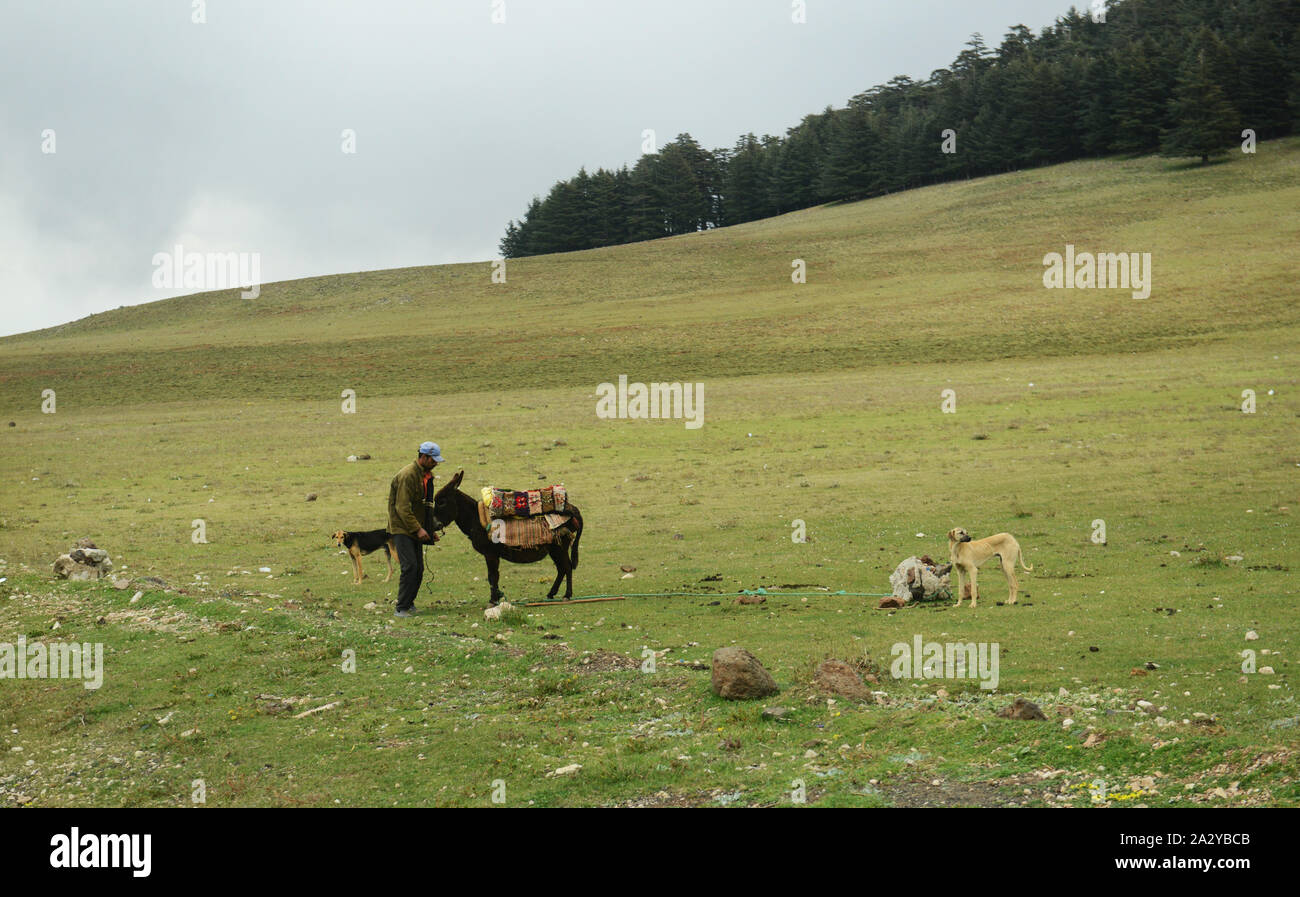 Un marocchino uomo con il suo asino e cani. Foto Stock