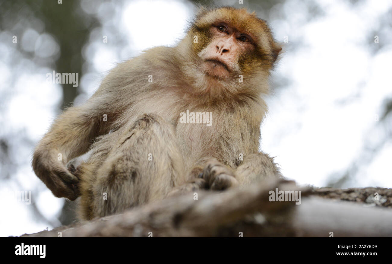 Un Barbary macaque nella foresta marocchino. Foto Stock