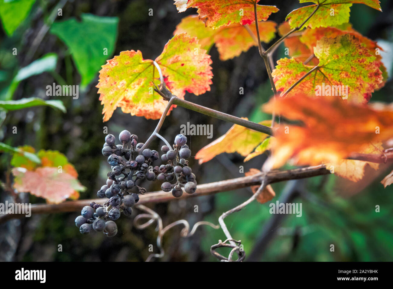 Mature Isabella uva (Vitis labrusca) in autunno, Azerbaigian Foto Stock