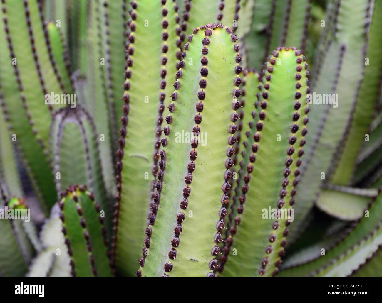 Steli di verde cactus vicino. Foto Stock