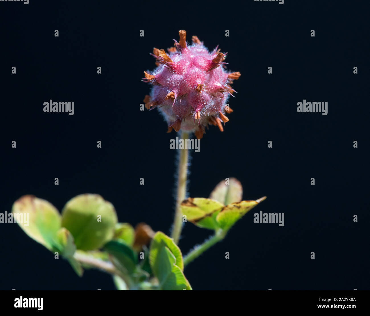 Trifoglio di fragola (Trifolium fragiferum) seme head Foto Stock