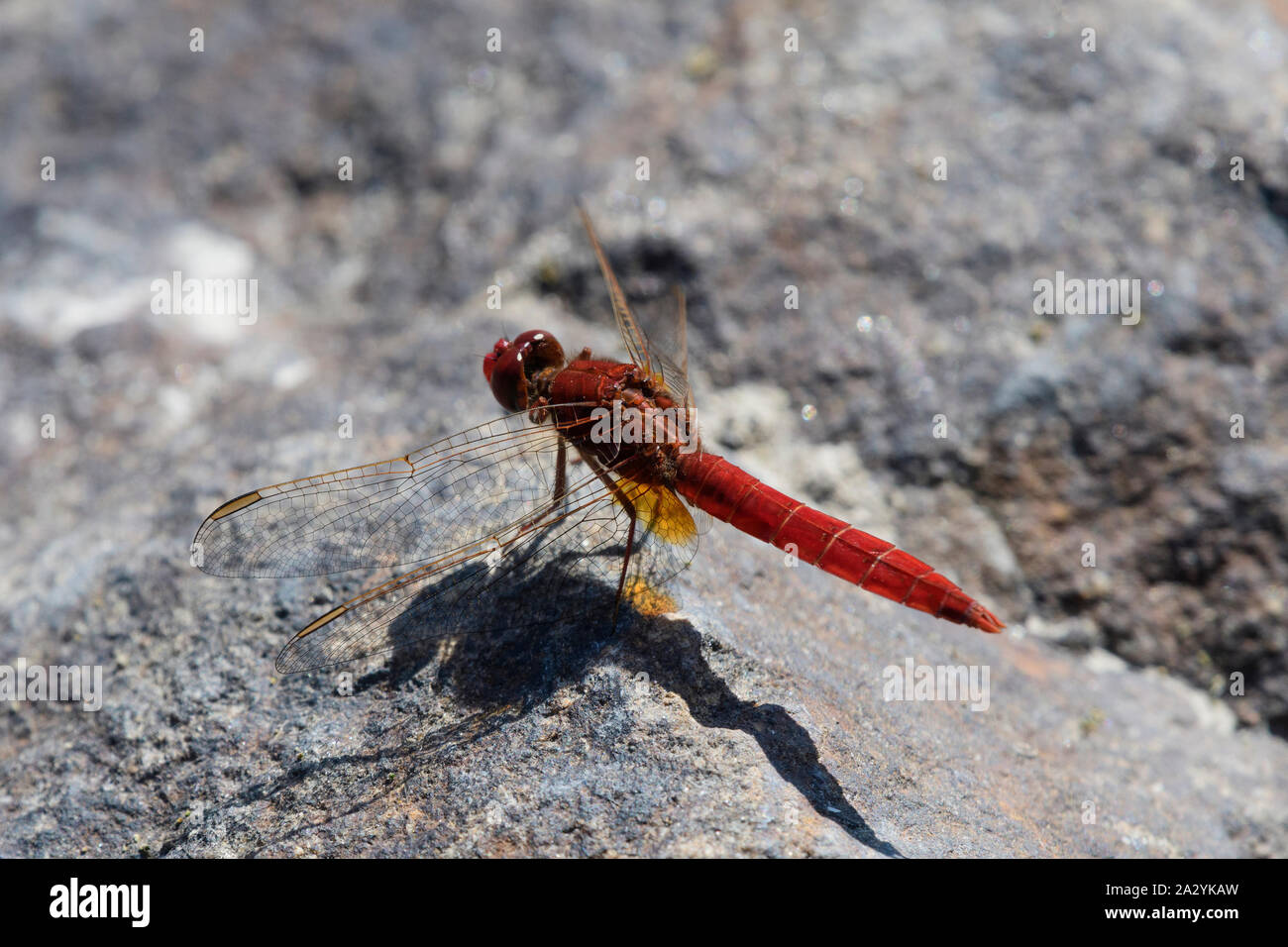 Ampia Scarlet dragonfly (Scarlet Darter) (Crocothemis erythraea) Foto Stock