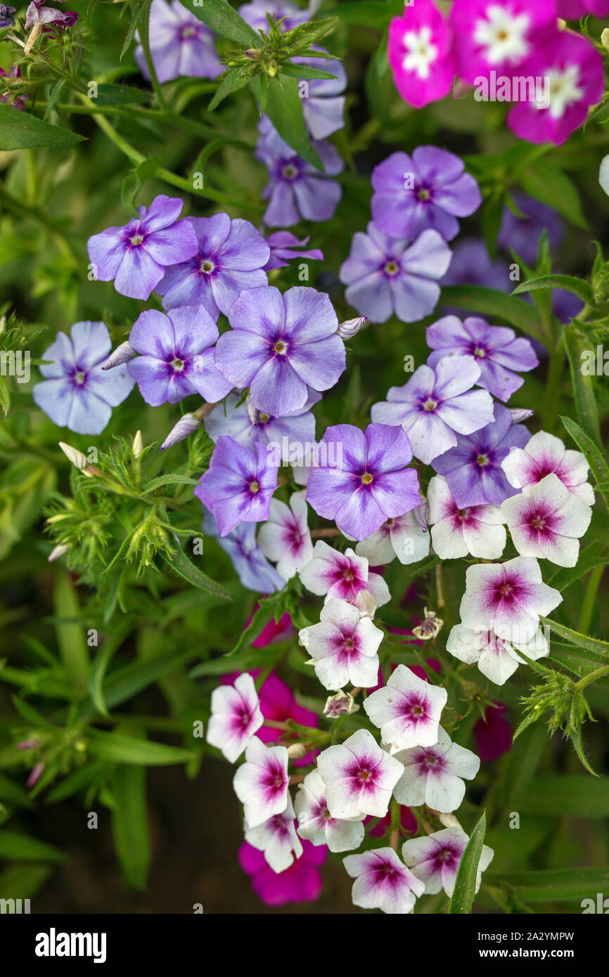 Varicolored fiori di Phlox paniculata, giardino phlox fiore. phlox nel giardino. Close up Foto Stock