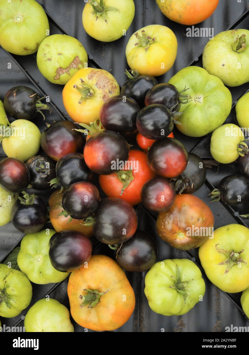 Il pomodoro raccolto alla fine della stagione dal mio orto biologico di Nimega nei Paesi Bassi. Mature e pomodori acerbi Foto Stock