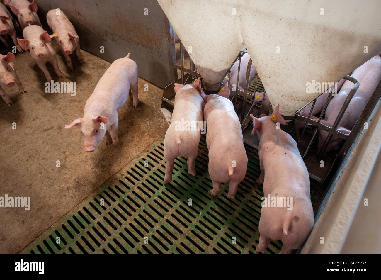 I suini provenienti da sei settimane nella loro area soggiorno su un allevamento di suini. Foto Stock