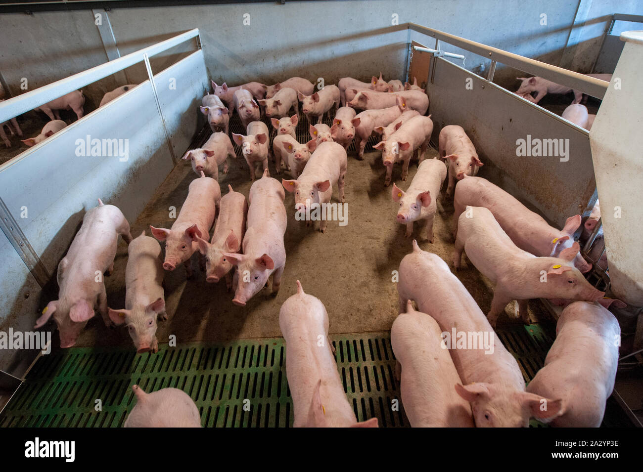 I suini provenienti da sei settimane nella loro area soggiorno su un allevamento di suini. Foto Stock