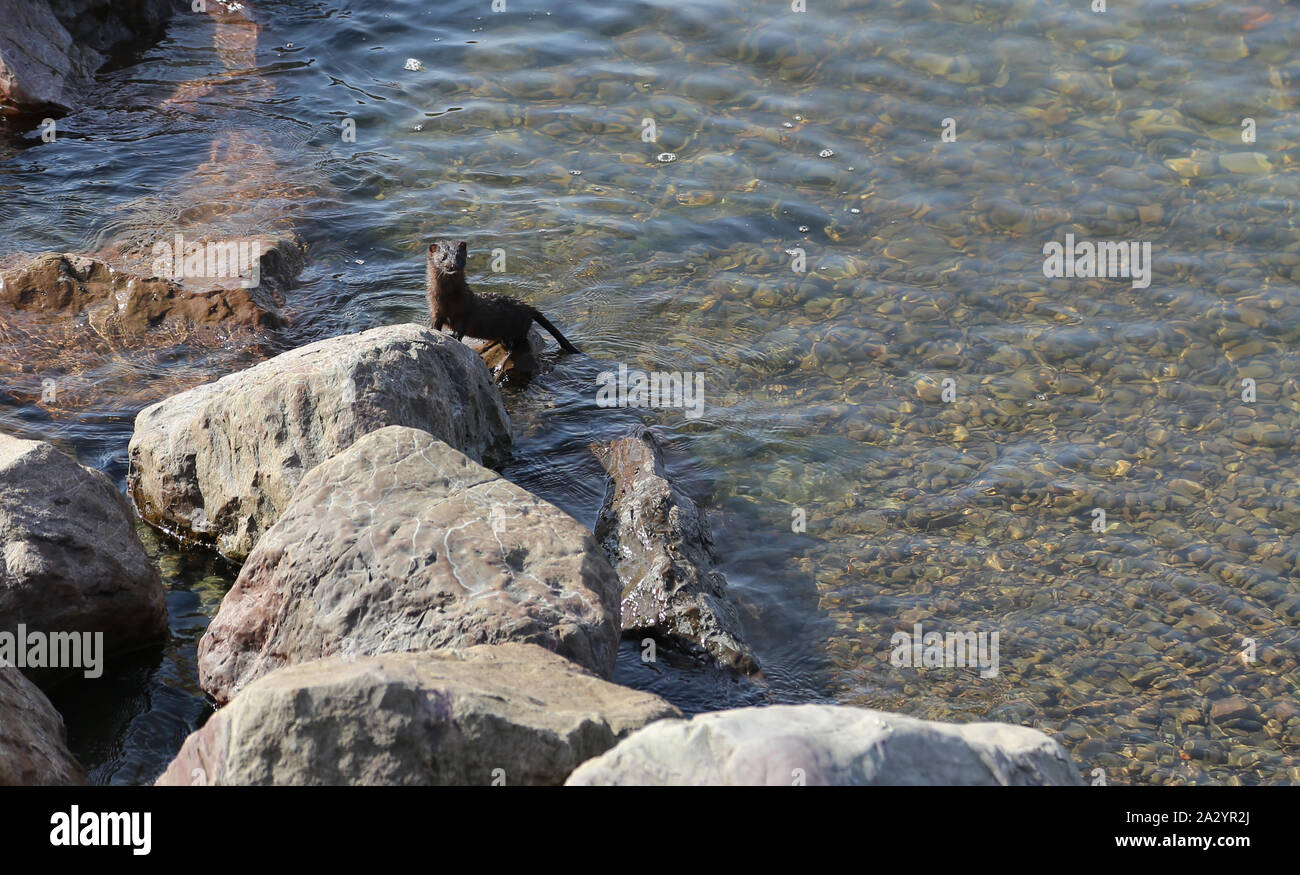 Visone sulle rocce su una spiaggia in Terranova Foto Stock