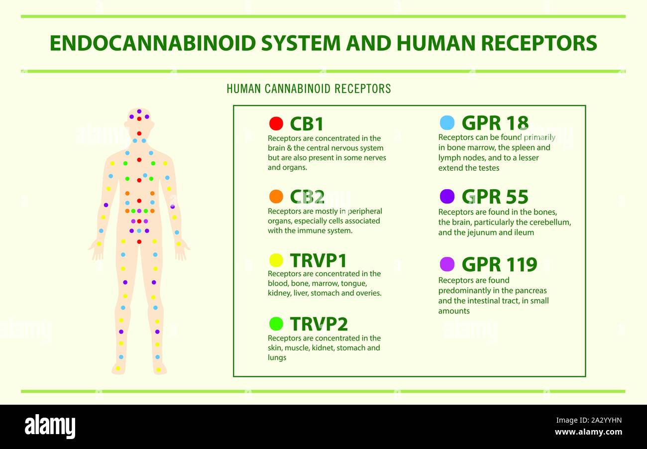 Sistema degli endocannabinoidi e recettori umani infografico orizzontale illustrazione circa la cannabis come alternativa a base di erbe della medicina, sanità vettore. Illustrazione Vettoriale