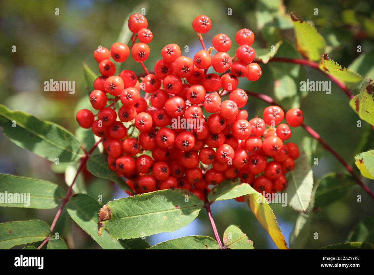 Cluster di cenere di montagna di bacche rosse in autunno Foto Stock