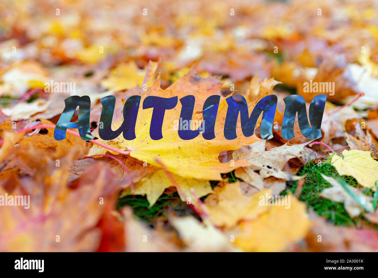 Ottobre,l'autunno. la natura in autunno sfondo. ghirlanda di giallo di foglie di acero in park. bellissimo paesaggio autunnale, golden caduta stagione.primo piano sfocato Foto Stock