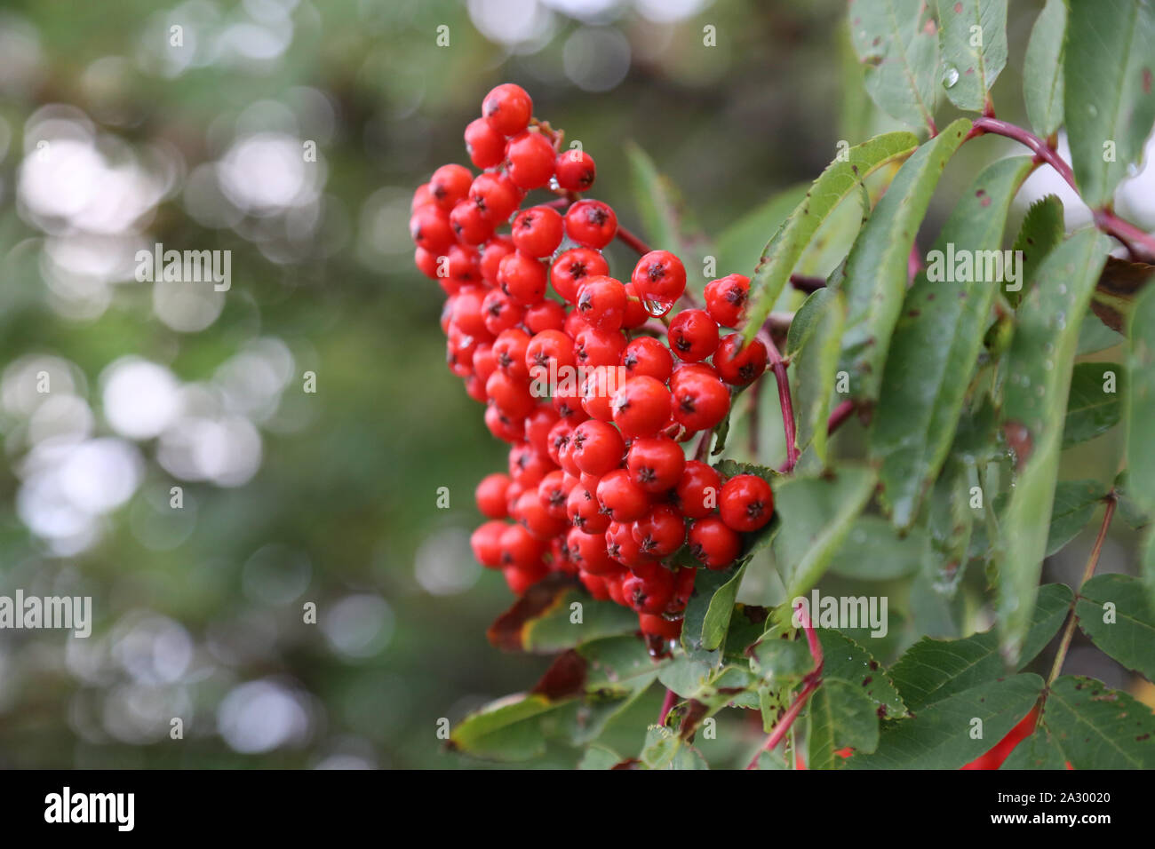 Cluster di cenere di montagna di bacche rosse in autunno Foto Stock