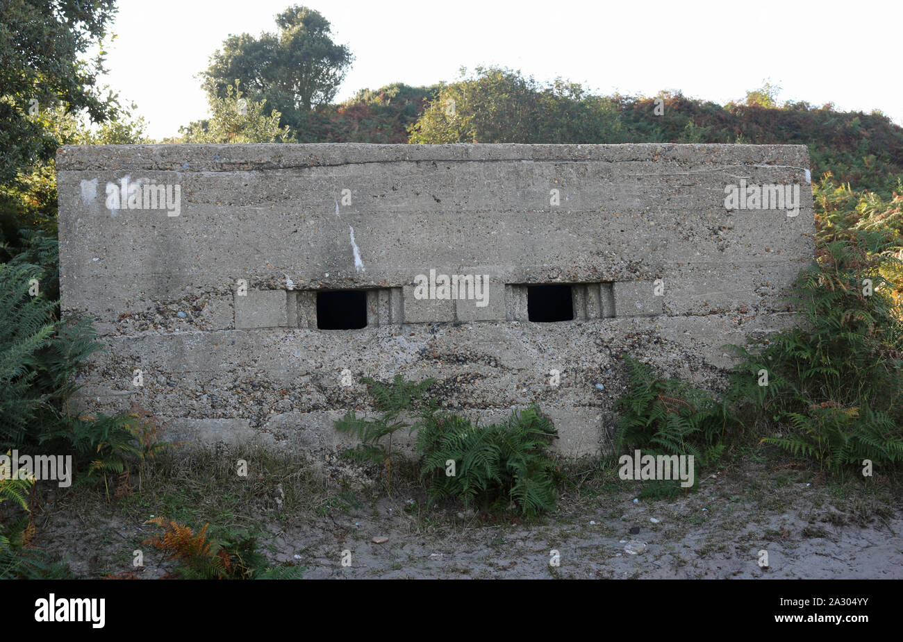 Seconda guerra mondiale scatola di pillole in Inghilterra costa orientale con due feritoie rivolta in avanti e circondato da alberi, arbusti e felci con la luce di un cielo grigio. Foto Stock