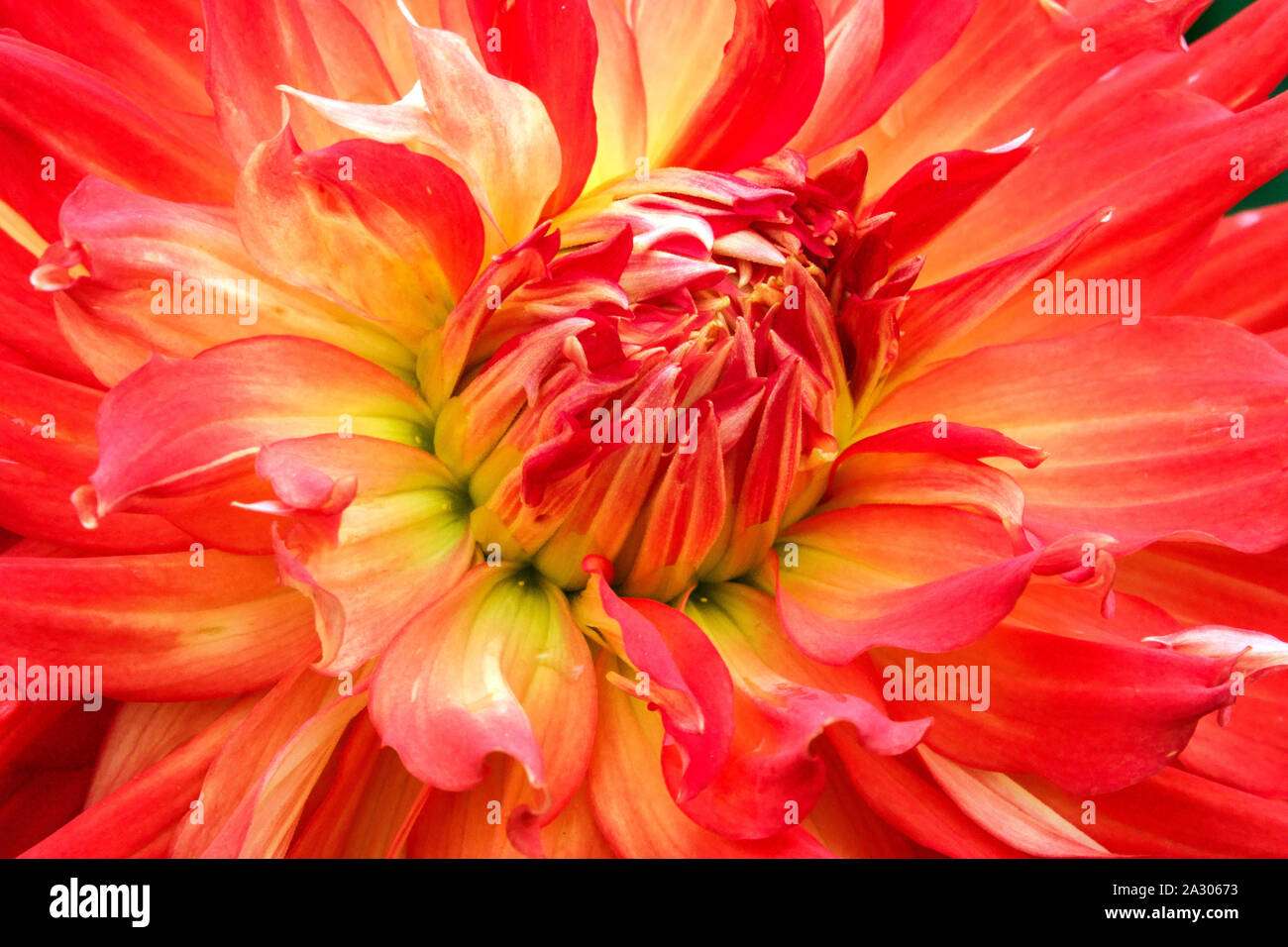 Orange Dahlia close up fiore Fiore Dahlia 'Fired Up" Foto Stock
