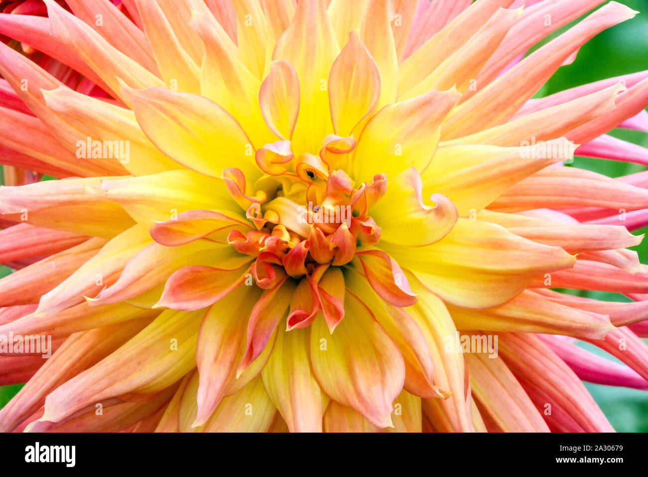 Arancio Dahlia primo piano fiore Dahlia fiore 'Skipley Grande' Cactus Dahlia pastello fiore Foto Stock