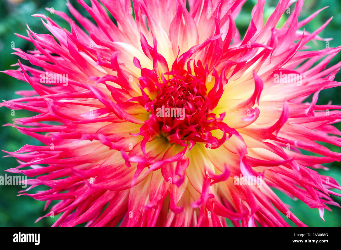 Dahlia fiore Dahlia 'Pinelands Pam' Foto Stock