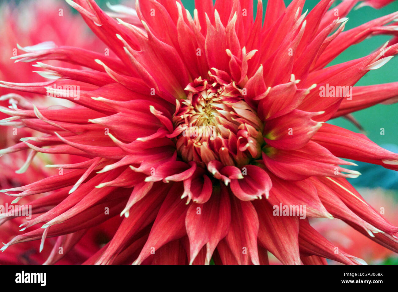 Red Dahlia close up fiore Cactus Dahlia fiore 'Mostra n Tell' Foto Stock