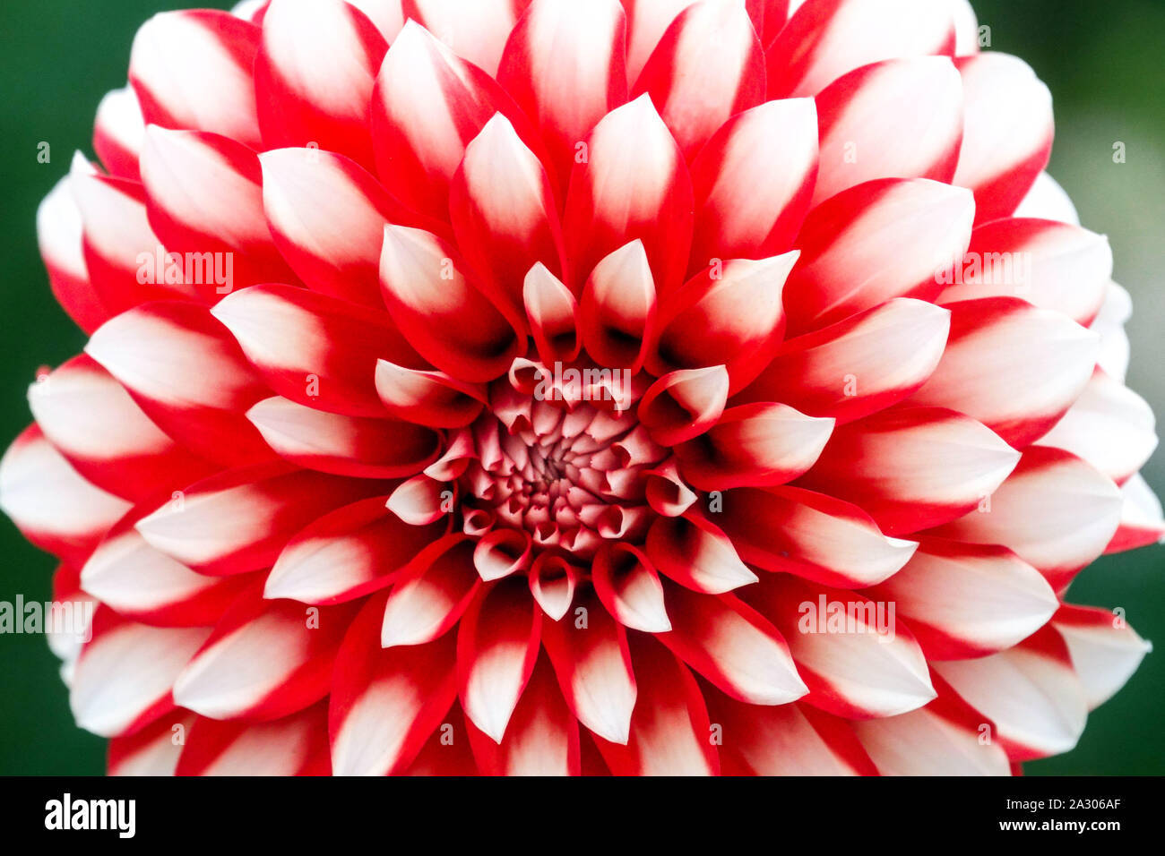 Rosso bianco contrasto singolo fiore Dahlia 'Santas Helper' Foto Stock