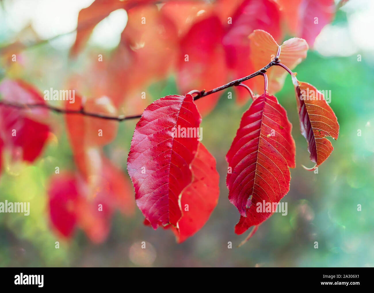 Rosso brillante caduta delle foglie del perno cherry Prunus pensylvanica, una piccola, Nativi Nord Americani albero selvatico. Foto Stock