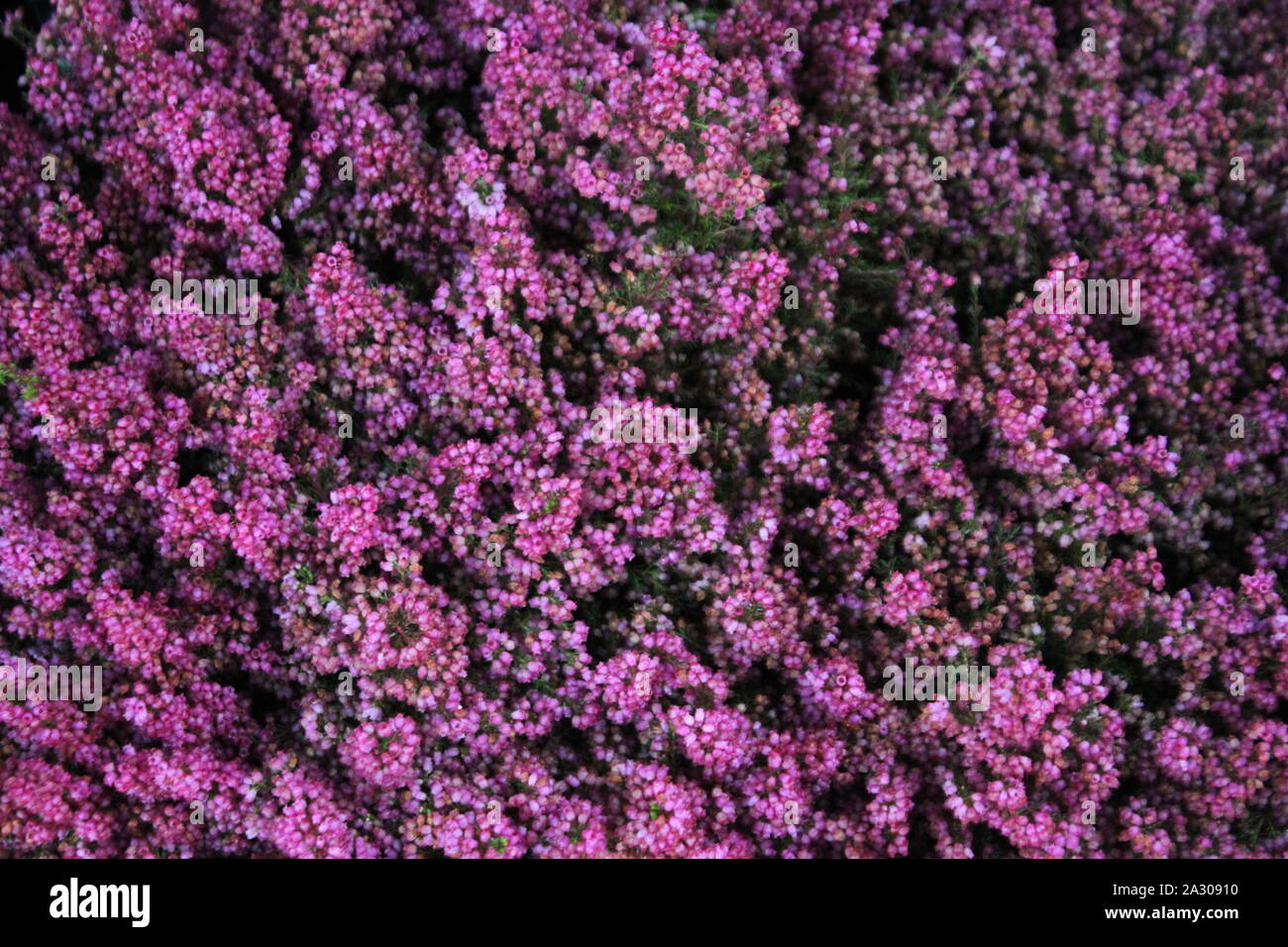Graziosi fiori italiana con foglie - immagine Foto Stock