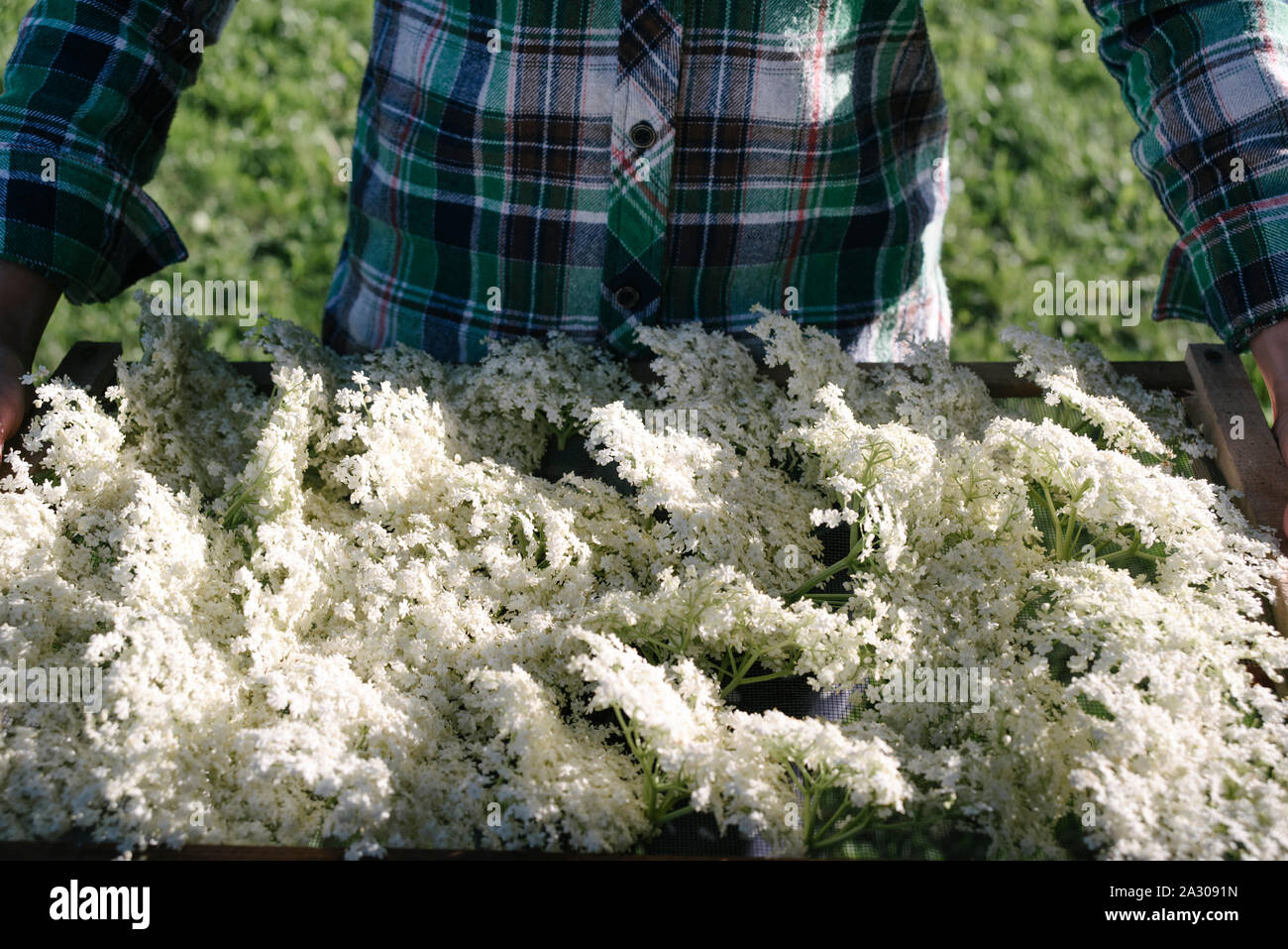 Fiori di sambuco in mani femminili Foto Stock