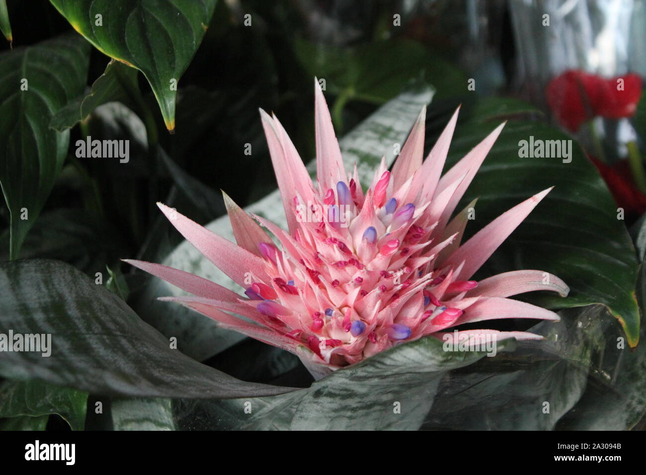 Graziosi fiori italiana con foglie - immagine Foto Stock