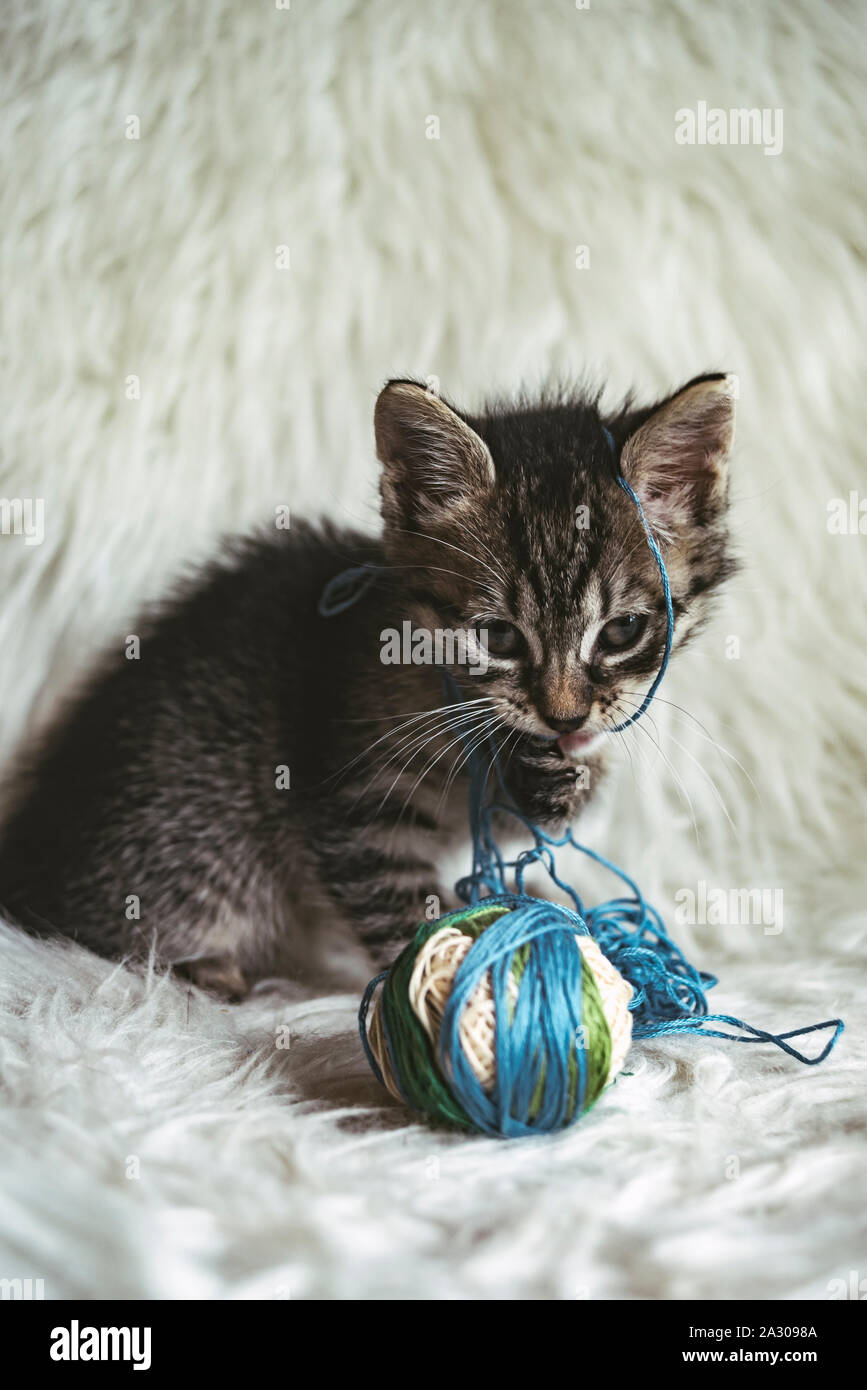 Gattino domestico su bianco shaggy blanket giocando con un gomitolo di lana Foto Stock