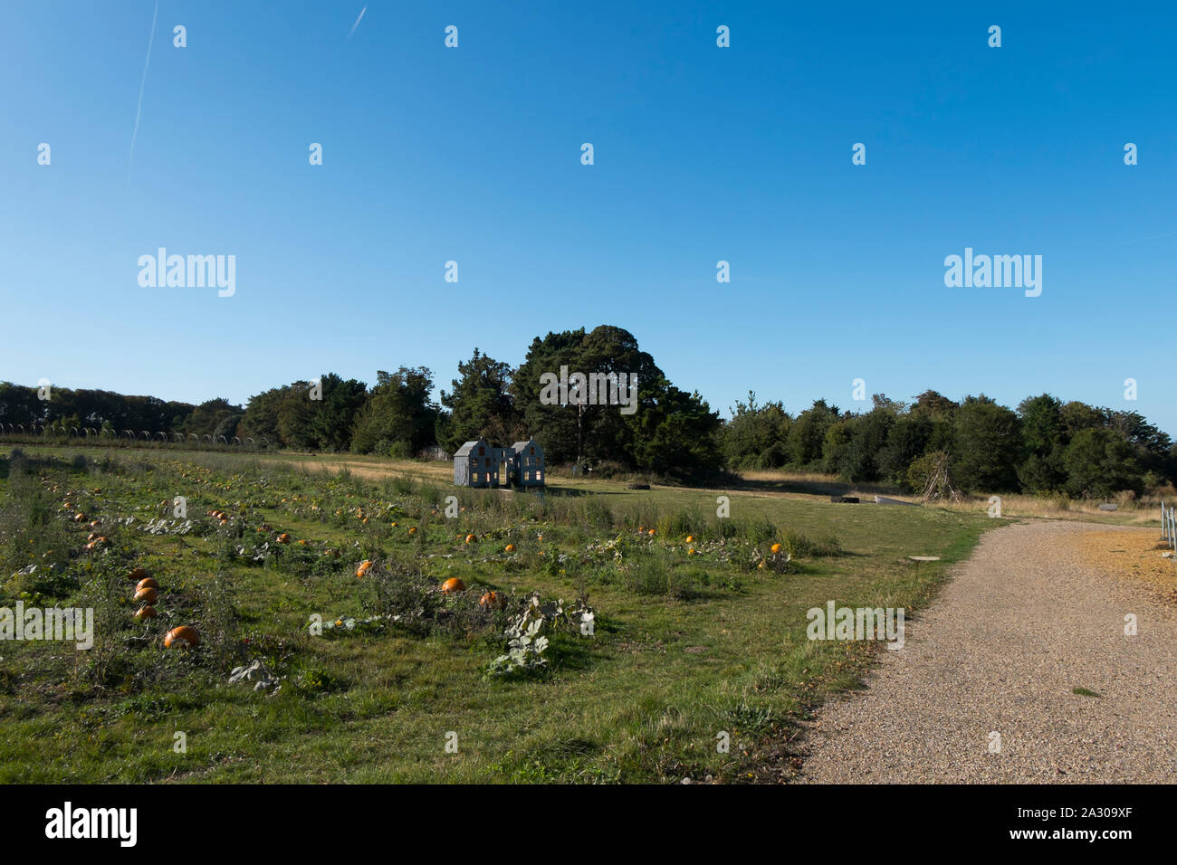 PYO zucche in un campo mediante il cafe a Wiveton Hall farm, Wiveton, North Norfolk, Regno Unito Foto Stock