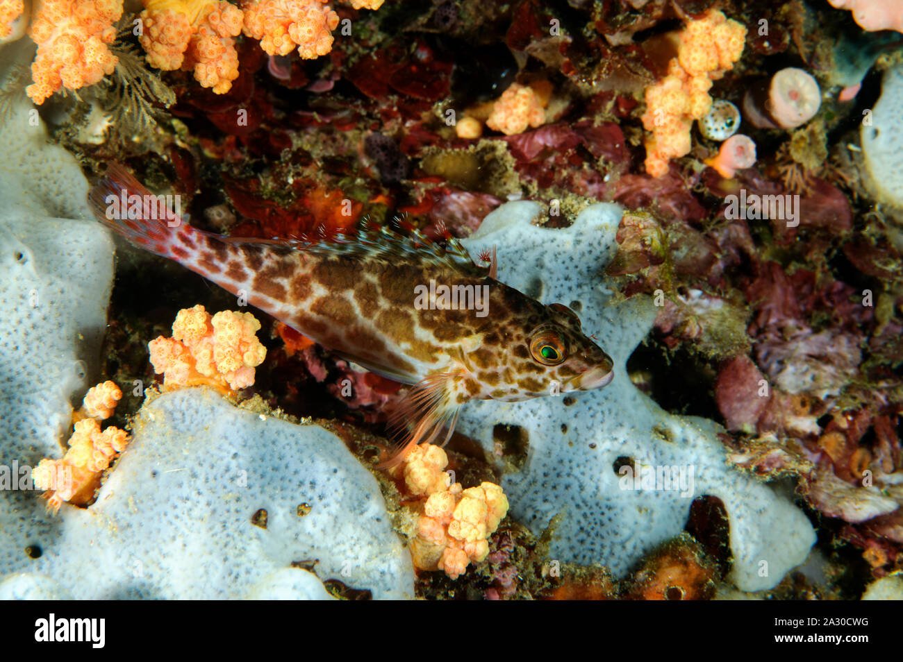 Threadfin hawkfish, Cirrhitichthys aprinus Sulawesi, Indonesia. Foto Stock