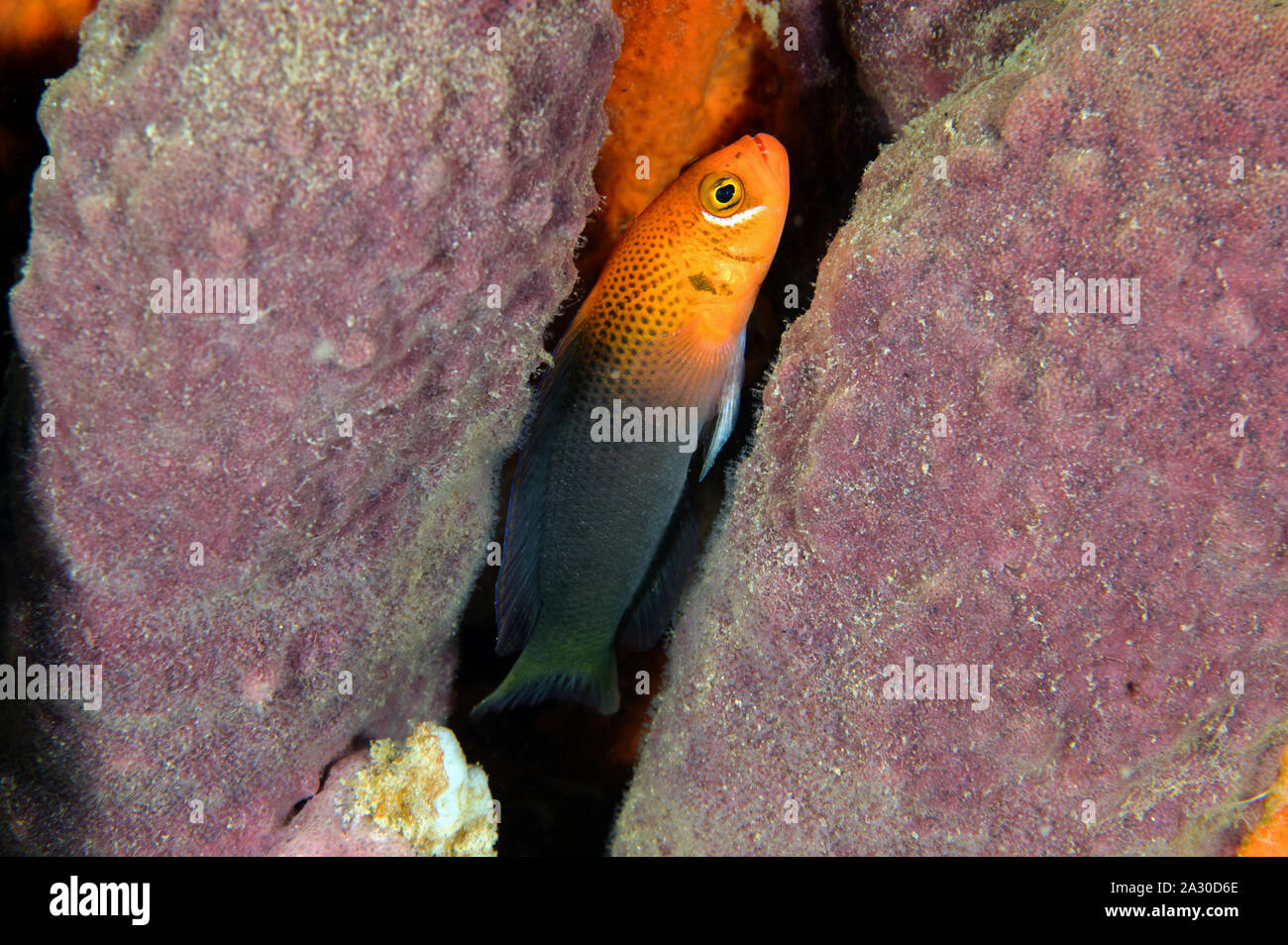 Lyretail dottyback, Pseudochromis steenei Sulawesi, Indonesia. Foto Stock