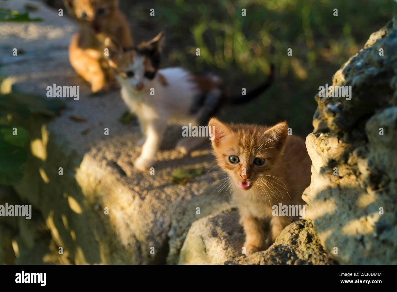 Un mese anno vecchio piccoli gattini sono su il muro del giardino e illuminato con una calda luce del tramonto. Foto Stock