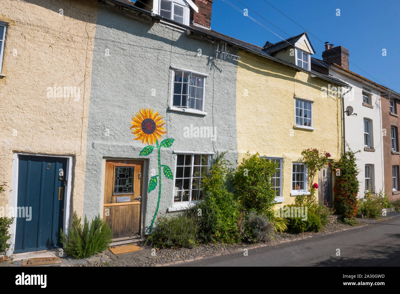 Girasole dipinta su una terrazza house, Castello di vescovi, Shropshire, Inghilterra, Regno Unito Foto Stock
