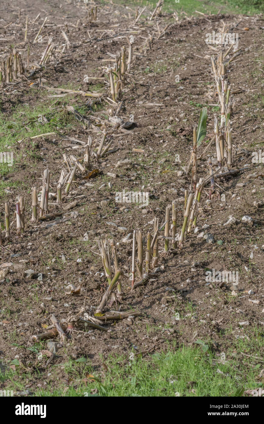 Post-harvest Zea mays / Mais campo di stoppie che mostra le righe di taglio stocchi di mais. Foto Stock