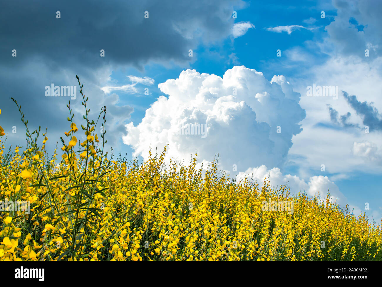 Giallo Crotalaria juncea L. Flower con un luminoso cielo blu. Foto Stock