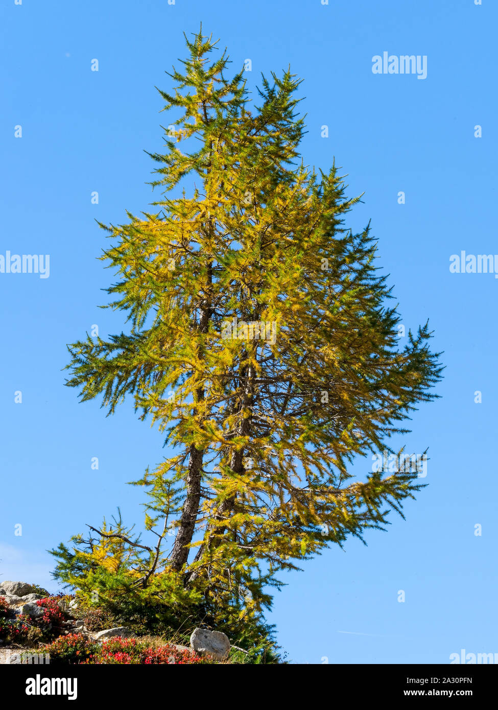 I larici, Chamonix-Mont-Blanc, Alta Savoia, Francia Foto Stock