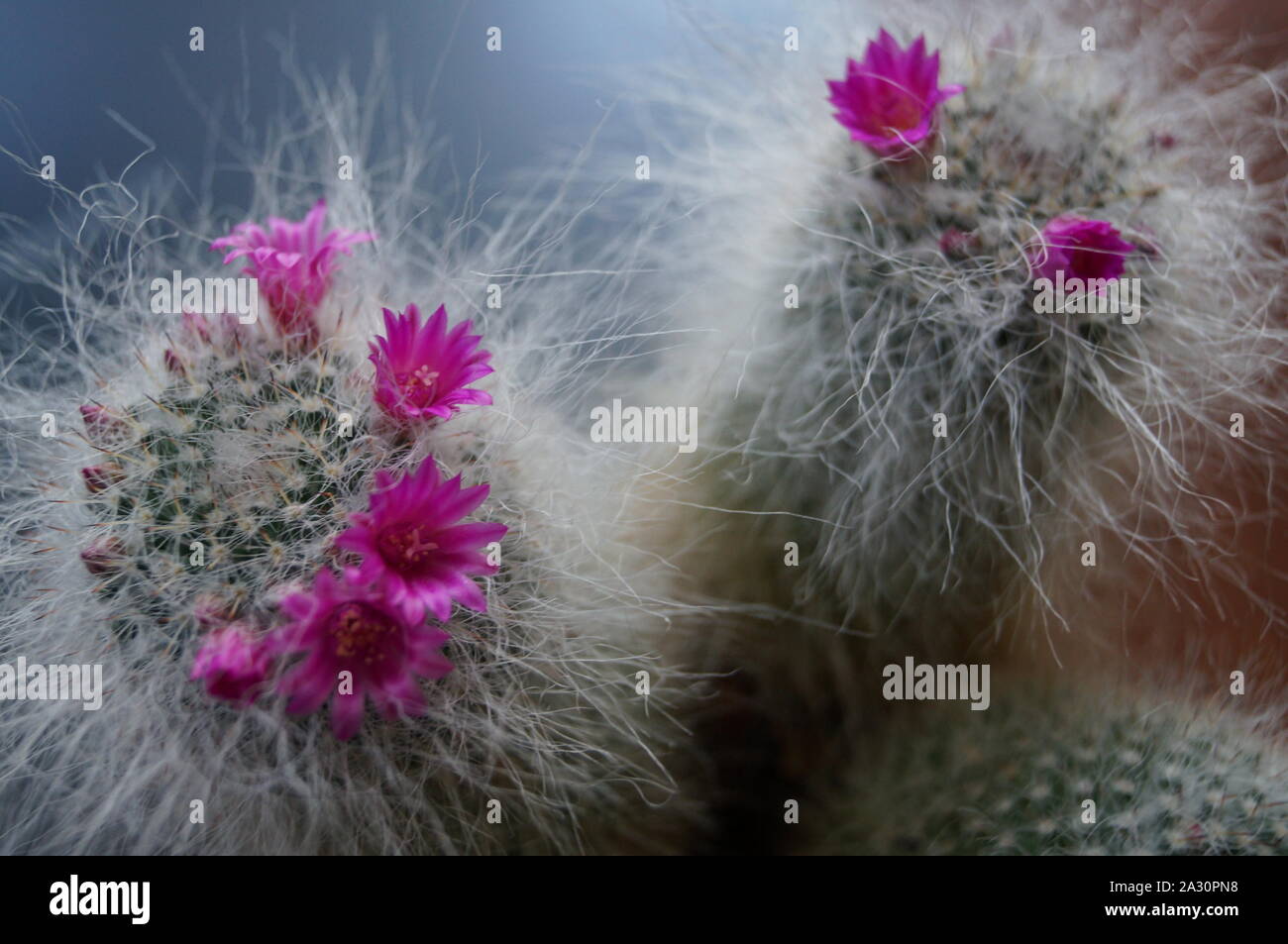 Cactus fiorisce a casa Foto Stock