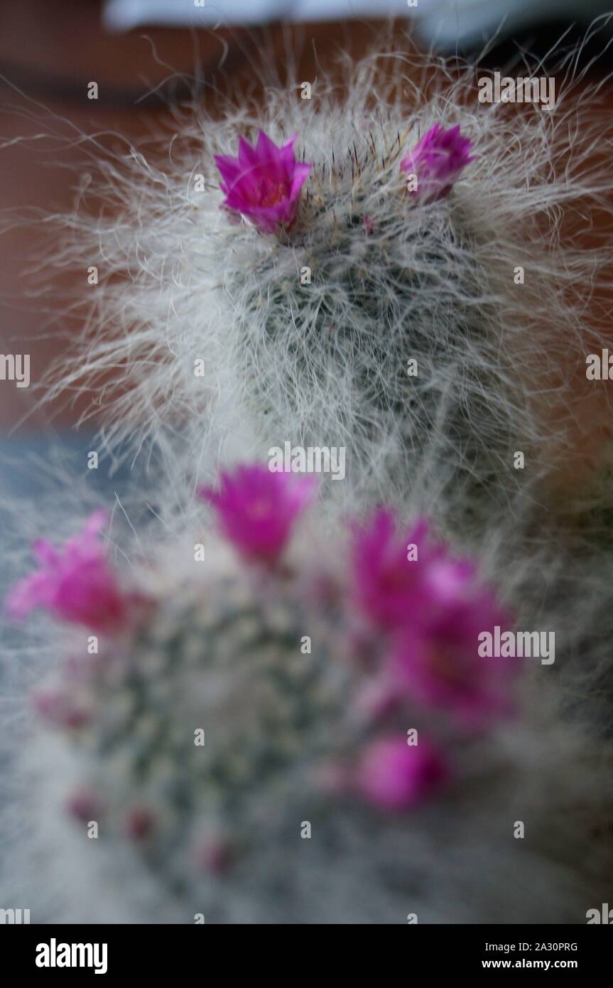 Cactus fiorisce a casa Foto Stock