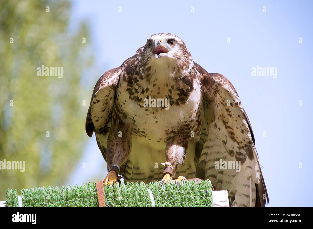 Vista di un comune poiana, Buteo buteo, in un in un rapaci mostra. Si tratta di un mezzo di grande uccello da preda, la cui gamma copre la maggior parte dell'Europa un Foto Stock