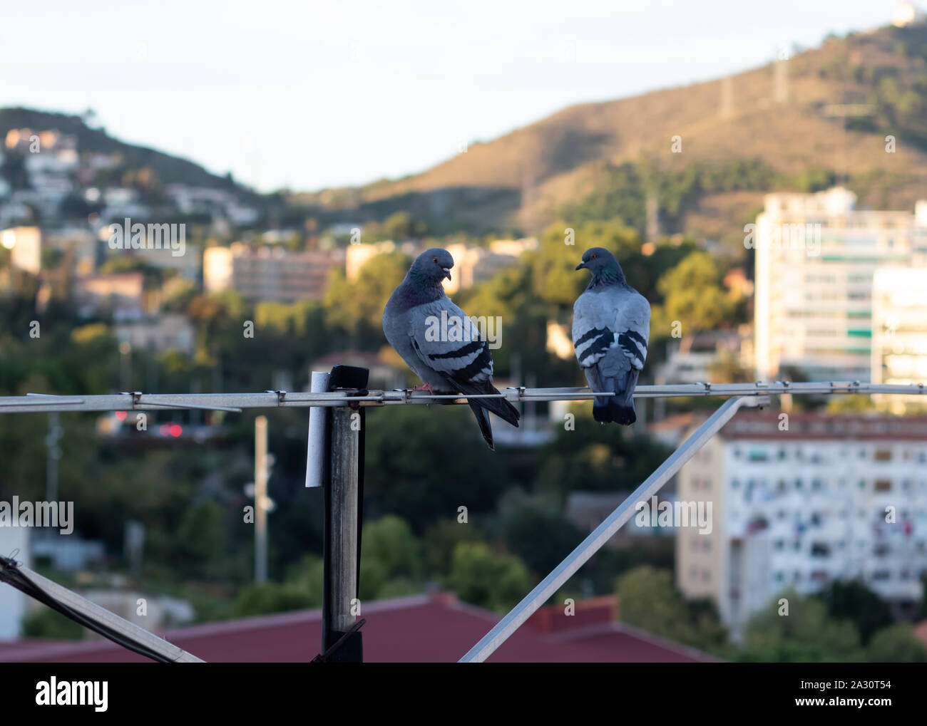 Due piccioni in piedi insieme su una antenna TV. Foto Stock