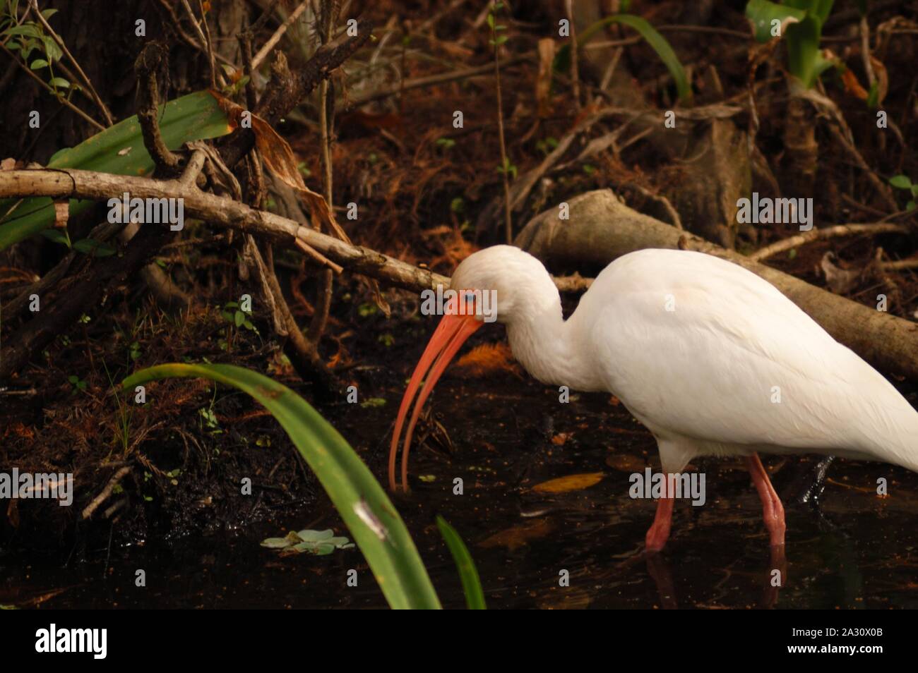 Bianco, ibis Eudocimus albus, in una palude della Florida Foto Stock