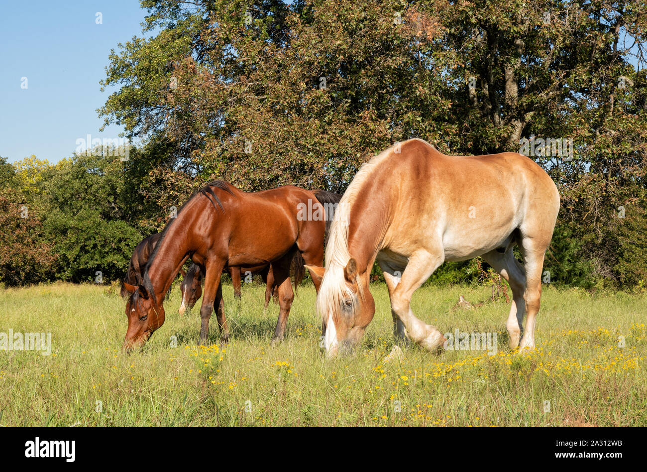 Piccolo allevamento di cavalli al pascolo su un soleggiato pascolo di caduta Foto Stock