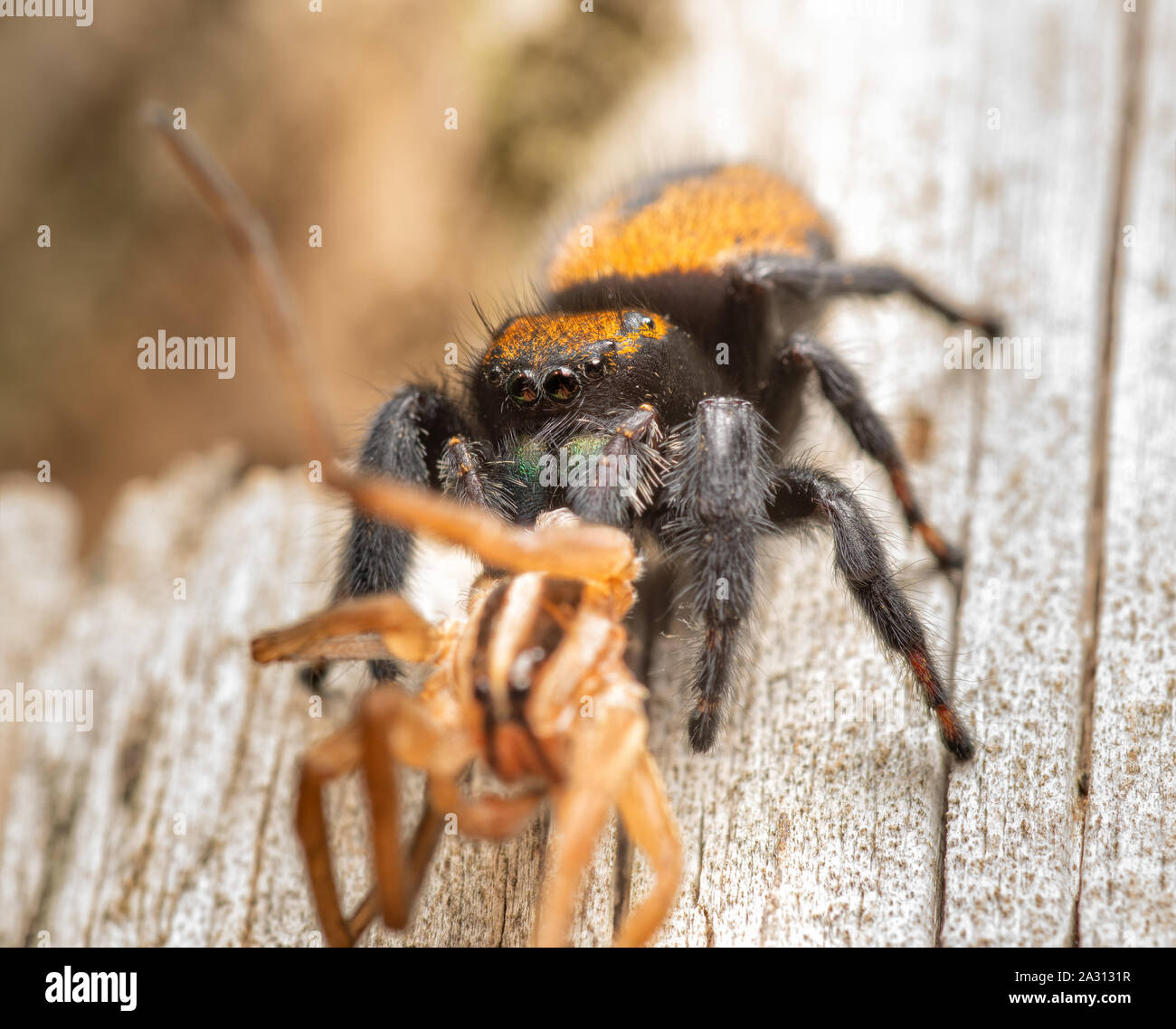 Apache femmina jumping spider, Phidippus apacheanus, mangiare una grande wolf spider sul lato di una staccionata in legno post Foto Stock