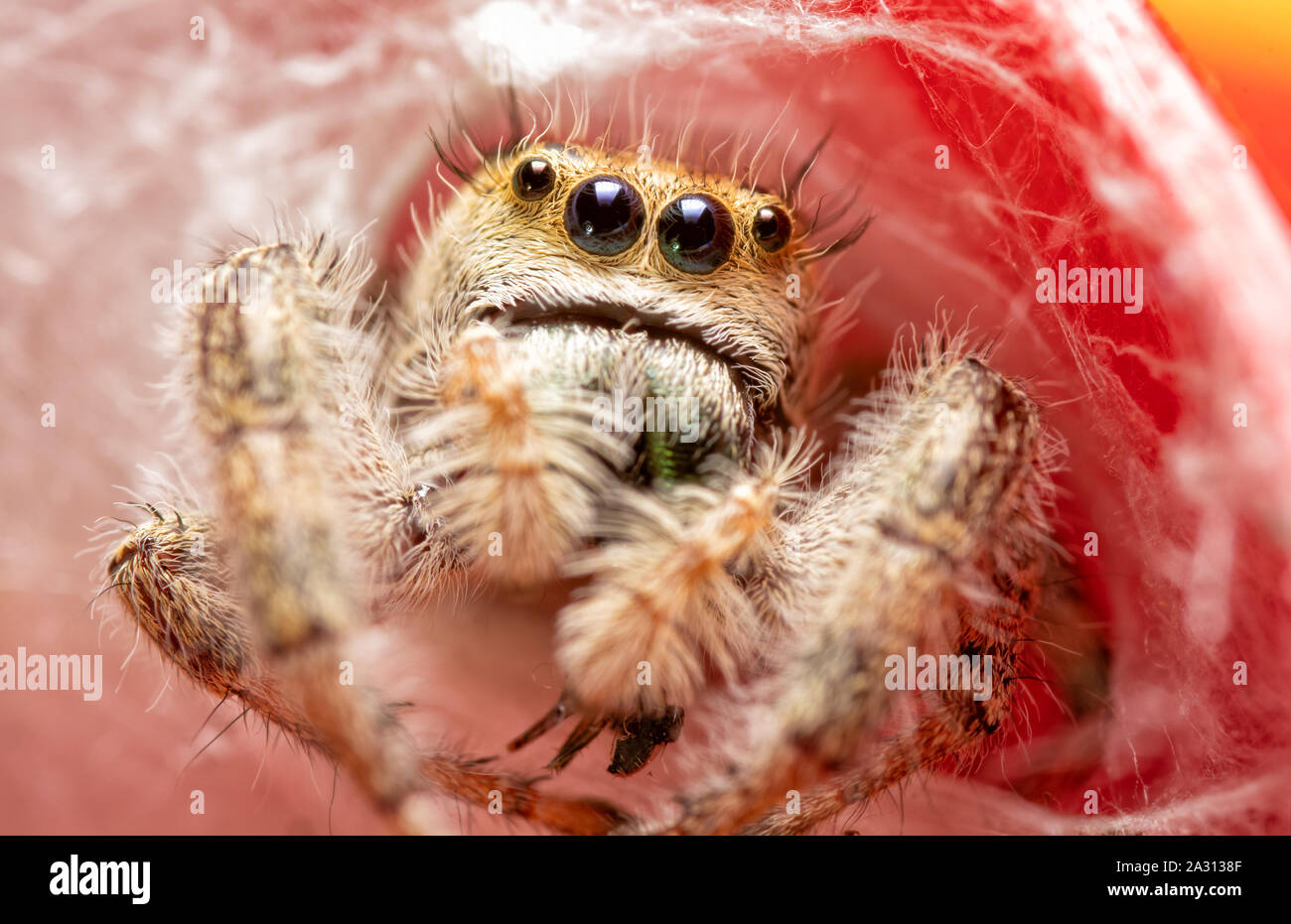 Extreme closeup di una bella femmina adulta Phidippus clarus jumping spider peeking fuori del suo silken nido sulla sommità di un rosso indicatore pioggia Foto Stock