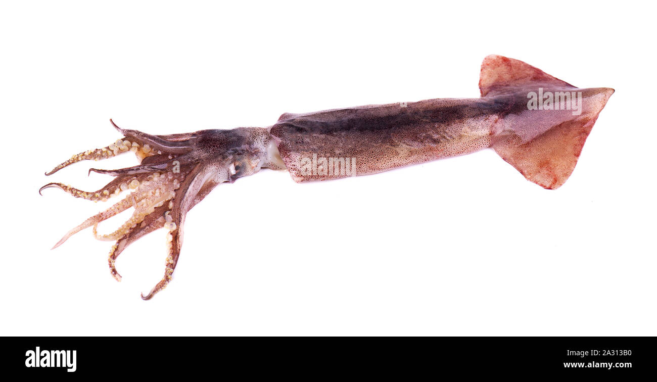 Calamari freschi isolati su sfondo bianco Foto Stock