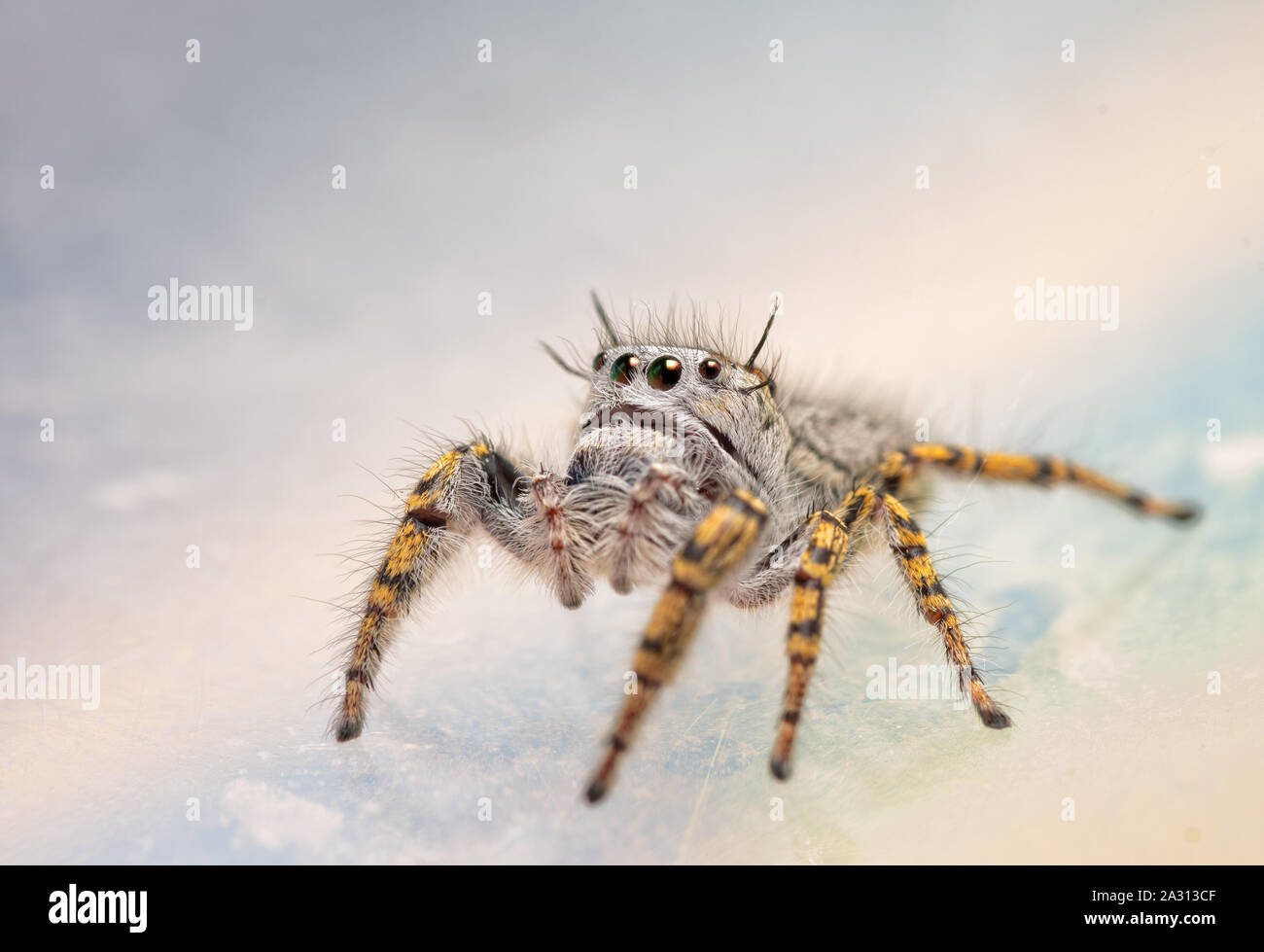 Tre quarti di vista frontale di una femmina di Phidippus mystaceus jumping spider cercando Foto Stock