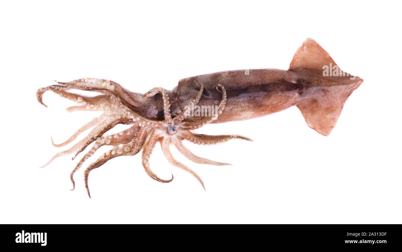 Calamari freschi isolati su sfondo bianco Foto Stock