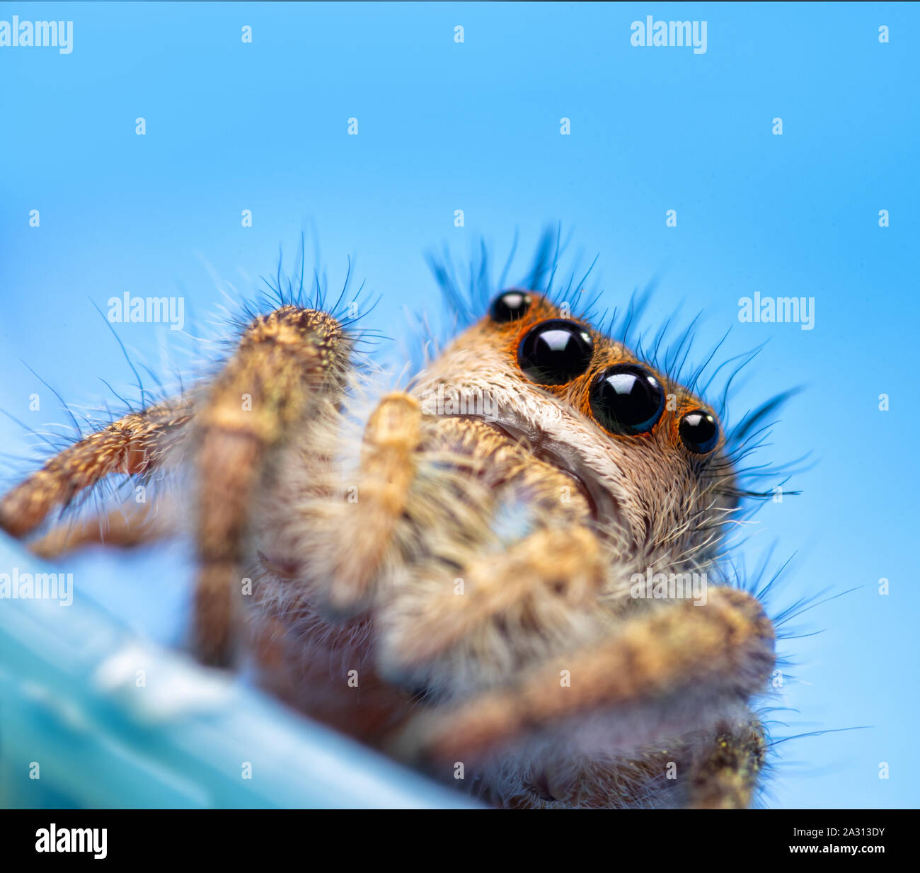 Adorabili poco Phidippus femmina princeps jumping spider guardando in alto, su sfondo blu Foto Stock